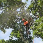 Tree Service